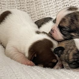 Chihuahuas from Jenny Rose Chihuahuas