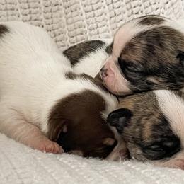 Chihuahuas from Jenny Rose Chihuahuas