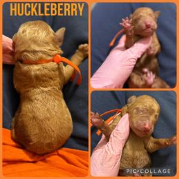Huckleberry - Red  male Poodle puppy in Mount Vernon, Illinois from AMC Poodles