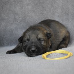 Yellow - Sable male German Shepherd puppy in Cherryville, North Carolina from Masky Kennel
