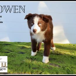 Bowen - Red tri male Miniature Australian Shepherd puppy in Madisonville, Texas from Flying LL Aussies