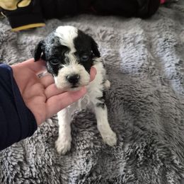 Jet - Black & white male Maltipoo puppy in Everett, Washington from Meadows Ranch