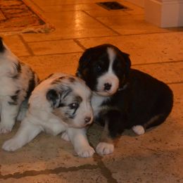 Australian Shepherd Puppies from Highline