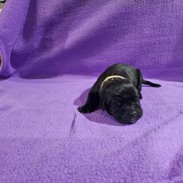 Little man - Black brindle male Cane Corso puppy in Winchester, Virginia from Paladin's Cane Corsos
