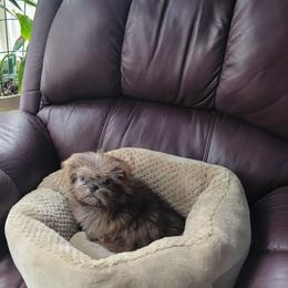 Nookie Bear - Liver male Shih Tzu puppy in Cartersville, Georgia from 100 Acre Woods Shih Tzu Plantation