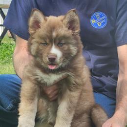 Apollo Artemis - Red and white male Siberian Husky puppy in Louisville, Kentucky from Wild Hunt Huskies