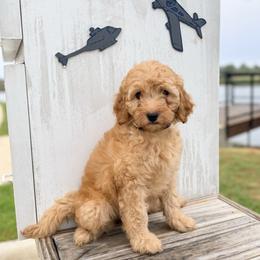 Toulouse - Apricot female Goldendoodle puppy in Bentonville, Arkansas from Bentonville Doodles