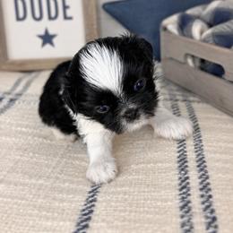 Felix - Black and white male Shih Tzu puppy in Lake City, Florida from Tiger Valley Shih Tzus