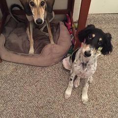 Saluki All Grown Up from Shasei