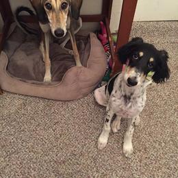 Saluki All Grown Up from Shasei