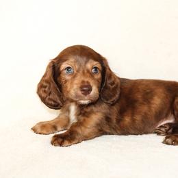 Romeo 3000 - Brindle male Dachshund puppy in Coldwater, Mississippi from Mississippi Shorties Miniature Dachshunds