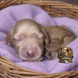 Belle - Cream female Dachshund puppy in Greenfield, Ohio from Buck Run Creek Dachshunds & Labradors