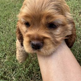 Cocker Spaniel All Grown Up from penny Powell