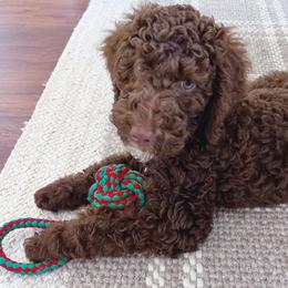 Sweet Like Honey - Goldendoodle
