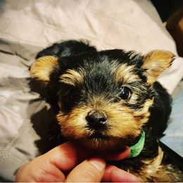 Yorkshire Terrier Puppies from Happy Little Yorkies
