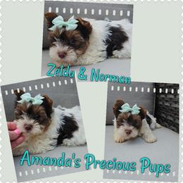 Chloe - Chocolate, tan and white female Yorkshire Terrier puppy in Wartburg, Tennessee from Amanda's Precious Pups