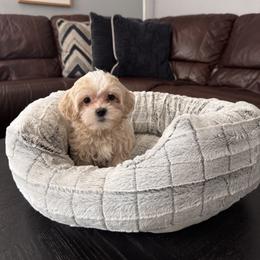 Maltipoo All Grown Up from Pepper Patch Puppies