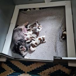 Boy 6 - Brindle and white male Shih Tzu puppy in Bethlehem, Pennsylvania from Cinnamon's Shih Tzus