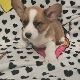 Bob - Red and white Cardigan Welsh Corgi puppy in Myton, Utah from Cardigan Corgi Cuties 💓