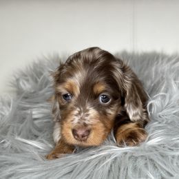 Dachshund Puppies from That Beautiful Dachshund