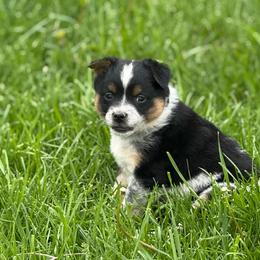 Misty - Black tri female Miniature Australian Shepherd puppy in Missouri from Country Legends Aussies & Corgis