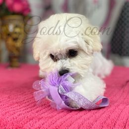Violet - White Bichon Frise puppy in Apple Valley, California from God’s Creatures