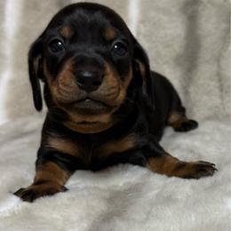 Jack - Black and tan male Dachshund puppy in Cypress, Texas from Sweet Little Churros