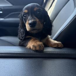 Kanga - Black and tan female Dachshund puppy in Vancouver, Washington from Cascade Minis