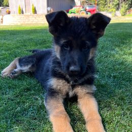 Red Girl - Black and red female German Shepherd puppy in Buxton, Oregon from Buxton Oregon Shepherds