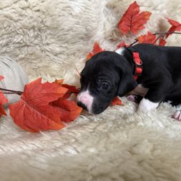 Girl 1 - female Great Dane puppy in Plumstead Township, Pennsylvania from Gresko Danes