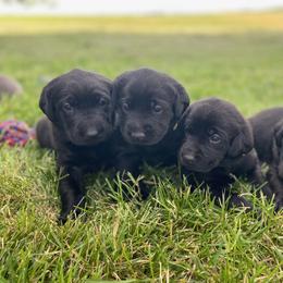 Dilute Retriever and Labrador Retriever Puppies from Megans Labradors