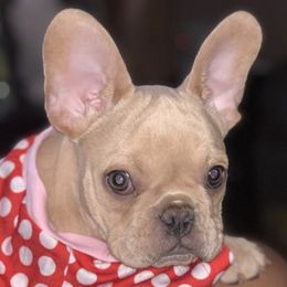 French Bulldogs from Claudinette's French Bulldogs