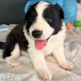 KC CHAMPION BLOODLINE- Darth Vader - Black and white male Border Collie puppy in Conroe, Texas from Aloha Border Collies- AKC Champion Bloodline