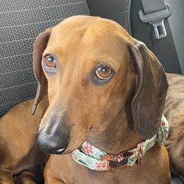 Abby - Dachshund