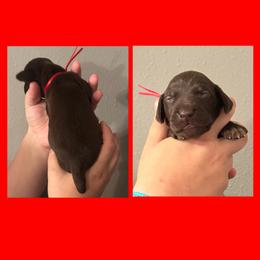 Potter (Red) - Liver male German Shorthaired Pointer puppy in Marshfield, Missouri from Suma Kennels