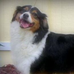 Australian Shepherds from Barcliff Aussies