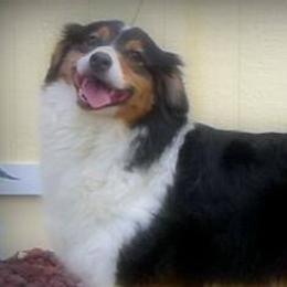 Australian Shepherds from Barcliff Aussies