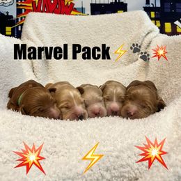 Australian Labradoodle puppies from Royal Paws Labradoodles