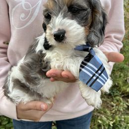 Thursday - Black white and tan male Cockapoo puppy in Adrian, Oregon from ApplebyFarm