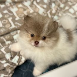 Leo - Chocolate parti male Pomeranian puppy in Newport Beach, California from Exotic City Pomeranians and chihuahuas