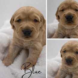 Golden Retriever Puppies from Stormy Hill Golden Retrievers