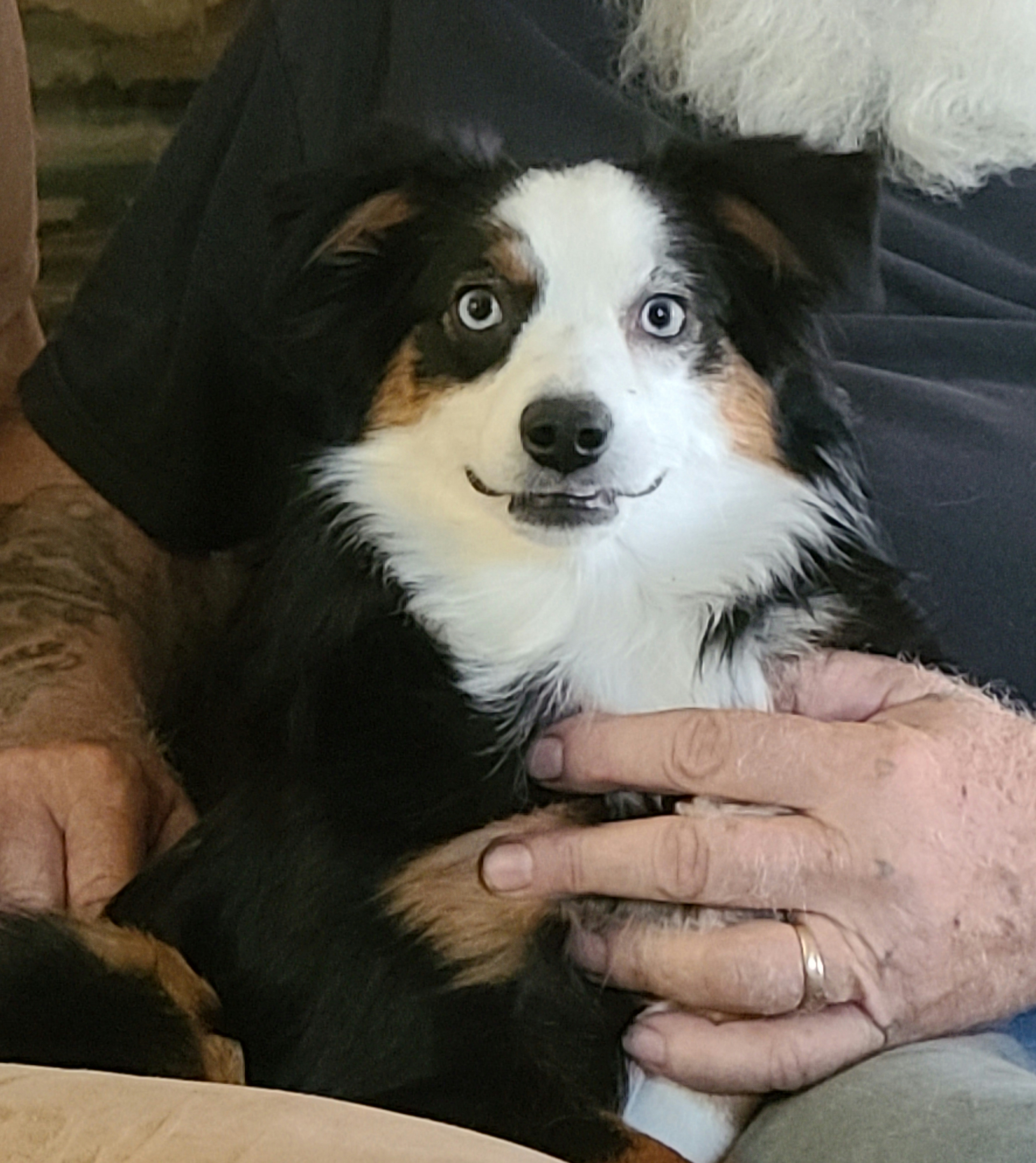 Miniature Australian Shepherds and Toy Australian Shepherds from Kings Point Mini and Toy Aussies