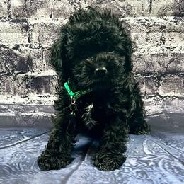 Ross - Black and white male Cockapoo puppy in Lancaster, Missouri from Cavapoo Acres