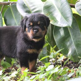 Dark Green Male - Black and mahogany male Rottweiler puppy in Kissimmee, Florida from Macht Haus Rottweilers