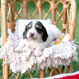 AKC Teddy PRA clear. Dapple carrier - Piebald male Dachshund puppy in Knox City, Missouri from Brittney's Dachshunds