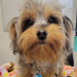 Aussiedoodles, Goldendoodles, and Poodles from JP’s Premium Pets