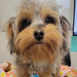 Aussiedoodles, Goldendoodles, and Poodles from JP’s Premium Pets