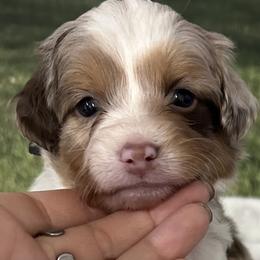 Red - male Australian Mountain Doodle puppy in Lincoln, Nebraska from GRand Doodles