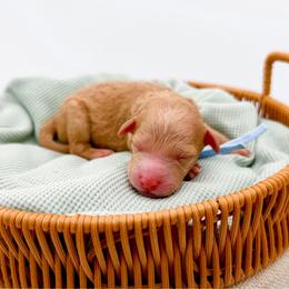 Whitney - Apricot female Goldendoodle puppy in North Carolina from Tuxedo Mountain Doodles