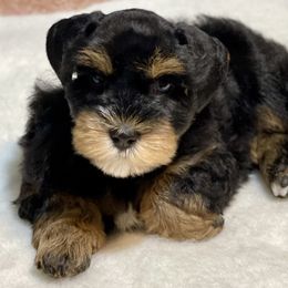 Black and red bright green collar - Black and silver female Miniature Schnauzer puppy in Calhoun, Georgia from The BrickHouse Miniature Schnauzers